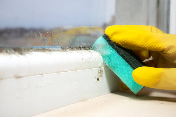 Best Residential Mold Remediation in Paramount Long Meadow, MD