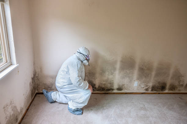 Best HVAC Mold Remediation in Paramount Long Meadow, MD